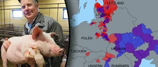Turister befaras föra med sig dödlig svinsmitta