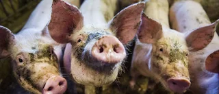 Misstänks för omfattande svartslakt