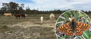 Forskare larmar: Betet på Filehajdar skadar mer än stora kalkbrott • ”Vissa områden borde fredas från betande djur”