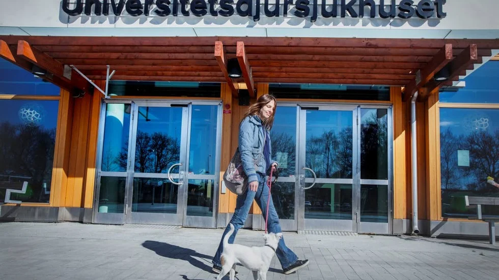 14 av 15 sökande till veterinärutbildningen får inte någon plats. Samtidigt skriker klinikerna efter kompetensen, enligt en ny branschrapport.