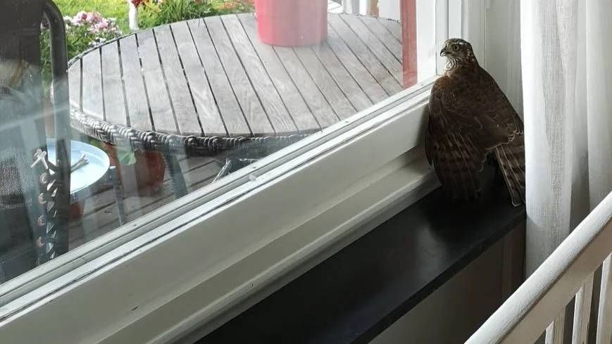 Medan duvhöken satt på fönsterblecket fick hunden Sally sitta utomhus.