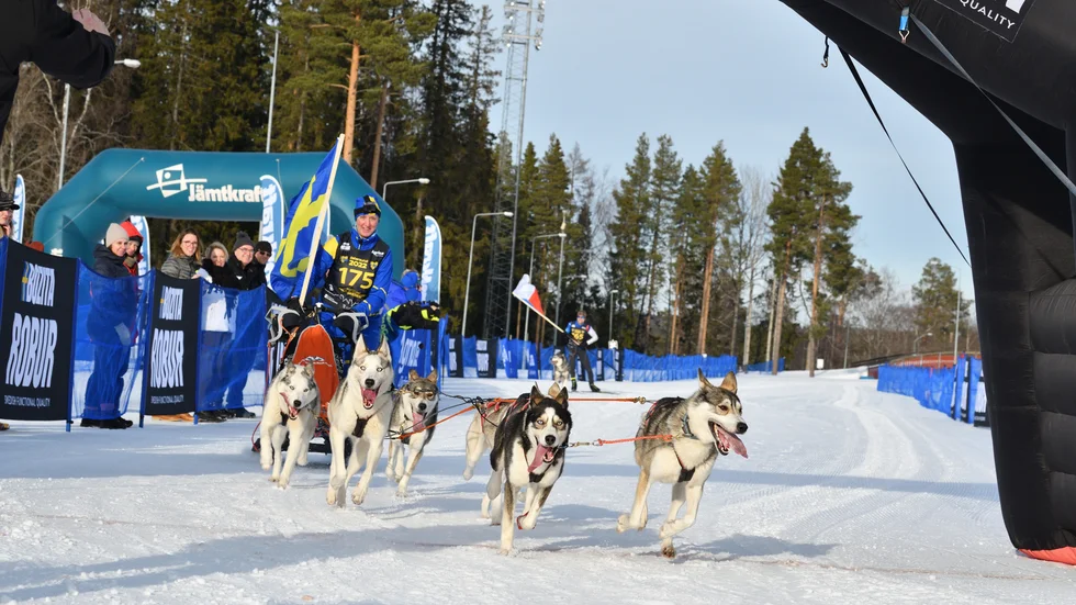 Marlene Hällströms hundspann går i mål som världsmästare på medeldistans i Östersund. Känslan att få åka de sista hundra meterna med den svenska flaggan menar hon är obeskrivlig. 