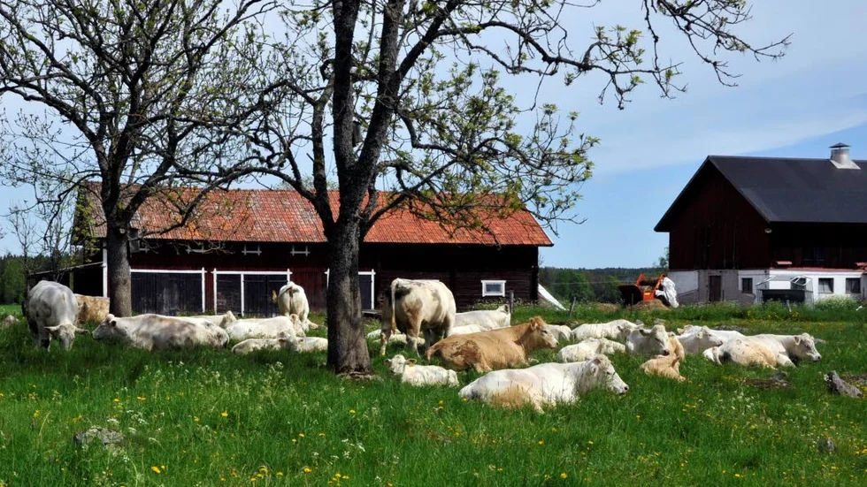 Vila. Djuren i det svenska lantbruket behandlas väl.