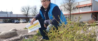 Så ska trädgårdarna bli finare
