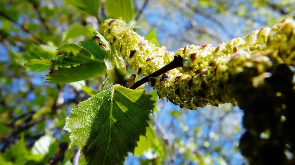 Pollen. Björkpollenhalterna gick från normala till höga under den gågna helgen.