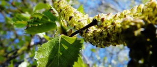 Höga halter av björkpollen