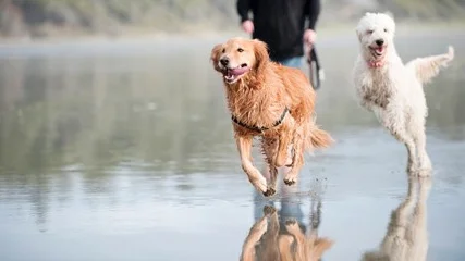 En hund behöver tillsyn och rastning var sjätte timme.