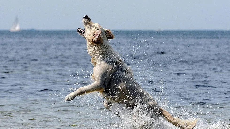 Har du en hund som älskar att bada? Då finns en del risker att hålla koll på. Djurvårdaren Vilma Adelheim ger sina tips.