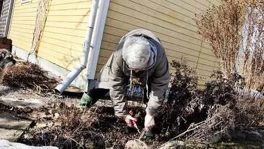 Solveg Nyström klipper bort fjolårsasterns torra stjälkar. Borderterriern Lydia håller sällskap.