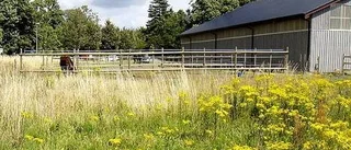 Livsfarlig växt i Uppsala län