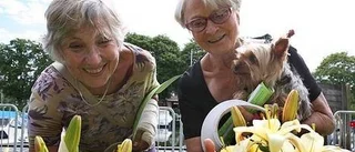Parkvandringar lockar turisterna till Enköping