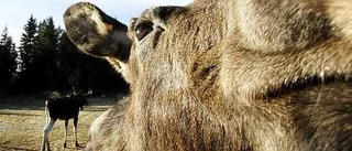 Älg tema i kommunens aprilskämt