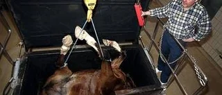 Kremering av hästar allt vanligare
