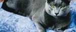 Katten  och dess människor