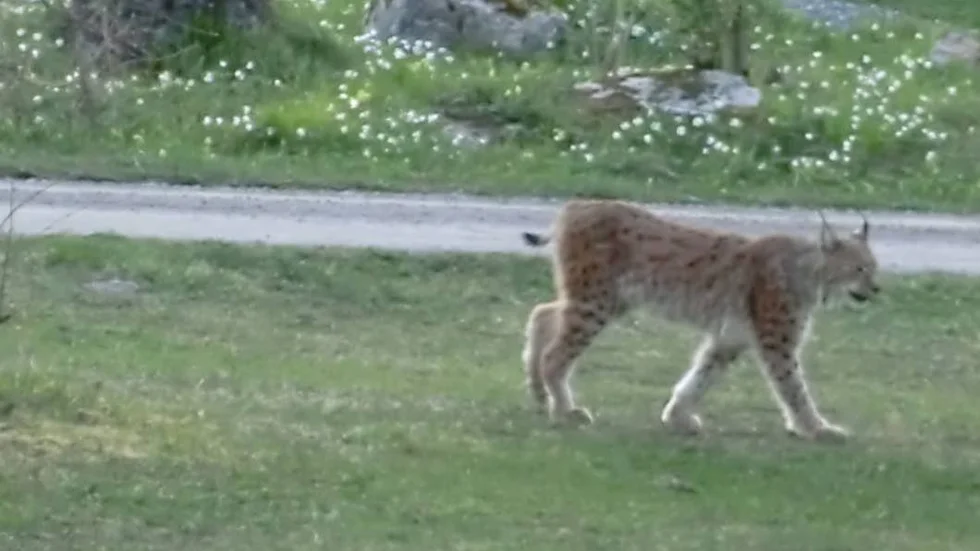 Trots 40 meters avstånd lyckades Lasse Stolt zooma in på det förbipasserade lodjuret.