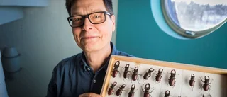 Forskningsrapport: Insekterna kan vara utdöda inom 100 år
