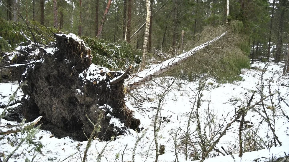 Skadorna efter stormen Alfrida blev inte så stora kring Enköping och Håbo.