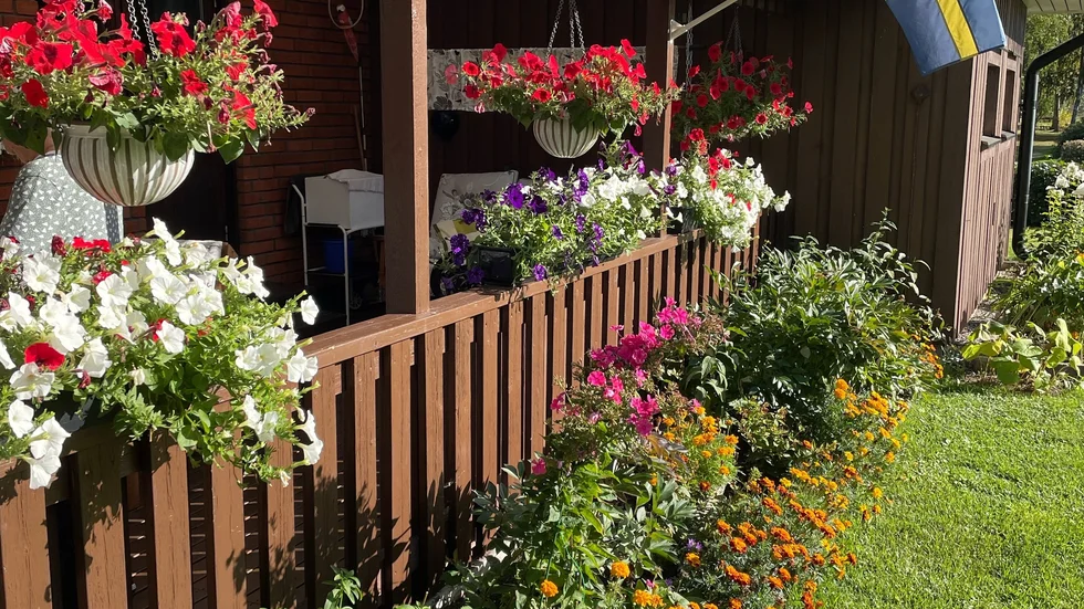 Vackra sommarblommor som fortfarande blommar fint i september.