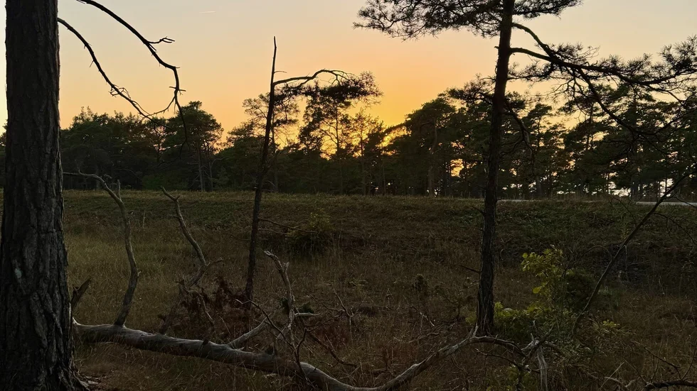 Skogstomt där bygglov nekats. 