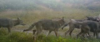 Sluta hymla och våga lyssna när lammen tystnar