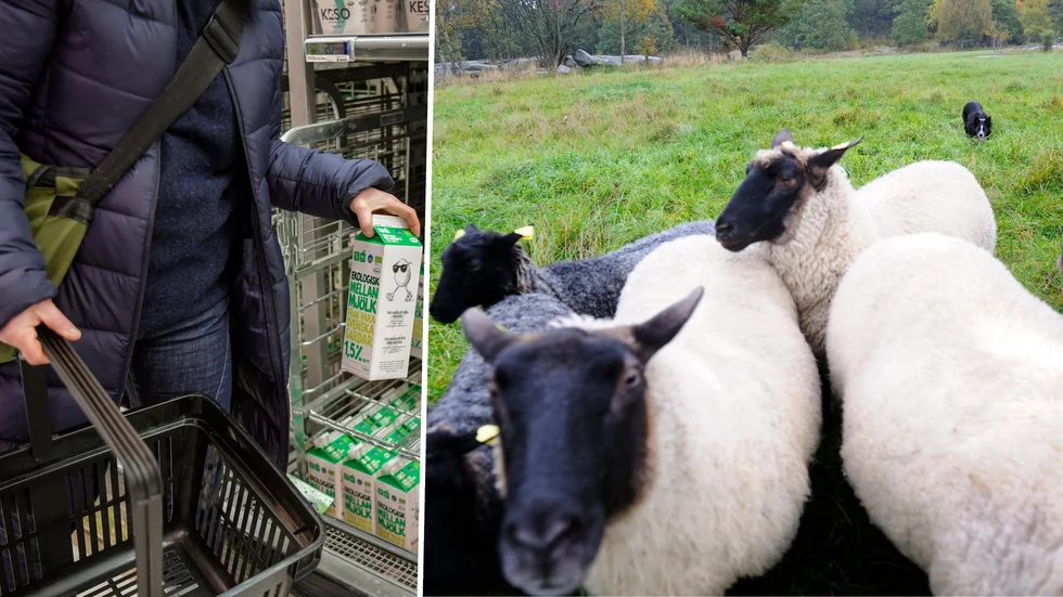 De bojkottande konsumenterna är som en tokigt vallad fårskock, tycker "B S R Wisser".