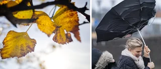 Stormrester på väg in över Uppsala: "Blir blåsigt"