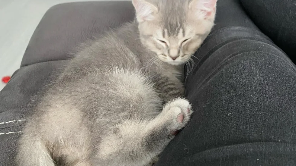 Fredrich Lindvall berättar att man på djursjukhuset sa att det var väldigt bra att han kunde komma in med katten Ash till sjukhuset så fort som det gick.
