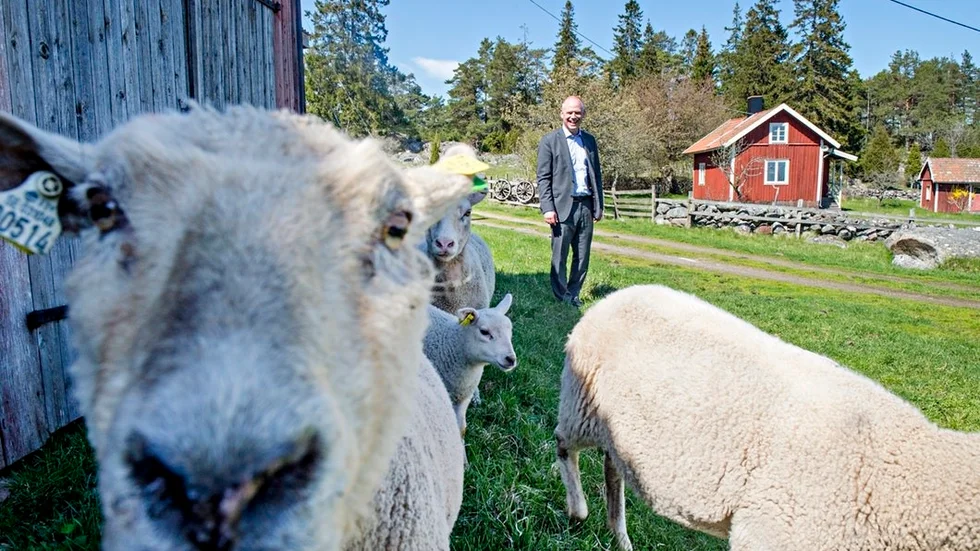 Nyköpings kommun köpte Horsvik 2018. Här är kommunstyrelsens ordförande Urban Granström (S) med några betande får.