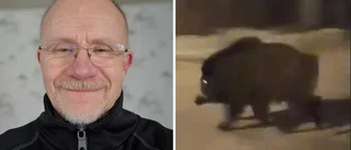 Här dyker vildsvinet upp – mitt i villaområdet