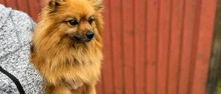 Snart kan du rasta hunden i ny rastgård • 2 000 kvadratmeter stor