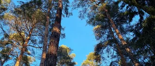 Hyggen hör inte hemma i skogen