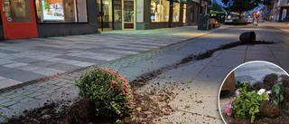 Vandaler i centrum – gav sig på planteringar