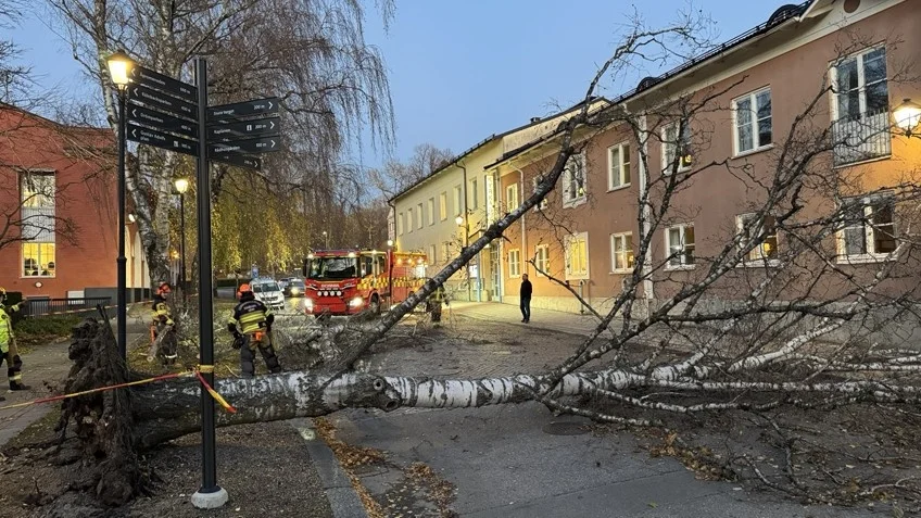 En björk föll över Västra ringgatan i Enköping när det stormade den 1 november. Trädet föll mot byggnaden på andra sidan gatan och orsakade skador bland annat på fasaden.
