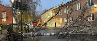 Stormen tog trädet - nu vill kyrkan ha ersättning