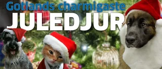 ALLA BILDER: Här är årets alla charmiga juledjur!