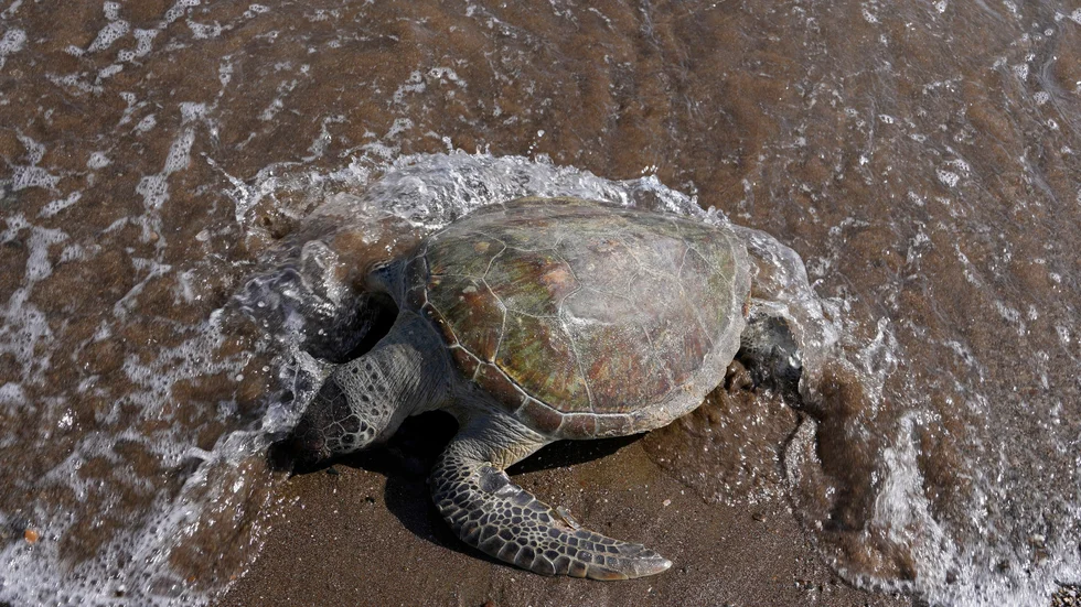 En död havssköldpadda på en strand i Förenade arabemiraten. Arkivbild.