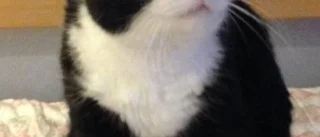 Medieskygge Trille årets lussekatt