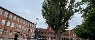 Skolans stora träd dödsdömt – ska delas i bitar