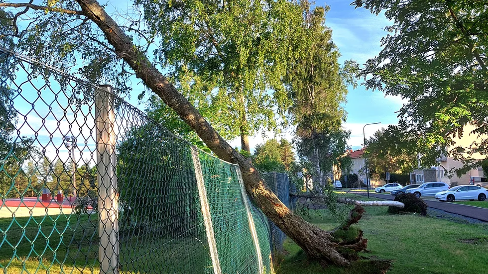 Ett av de fallna träden i Torneå.