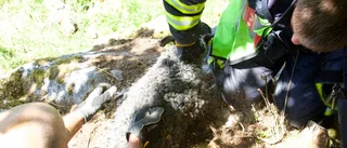 Fastkilat lamm fick hjälp av brandmän