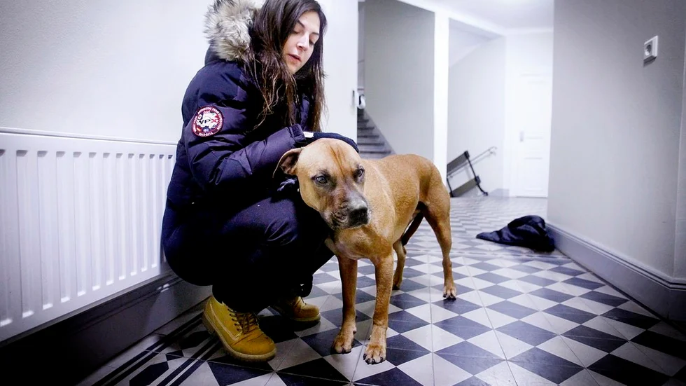 Vet man att man har en aggressiv hund så måste man hålla den kopplad. Orkidé Özdemir och hennes blandras, Lexus, blev attackerade av en vilt främmande hund i slutet av förra veckan. Tjejerna som var ute med den anfallande hunden måste jag få prata lite grand med.