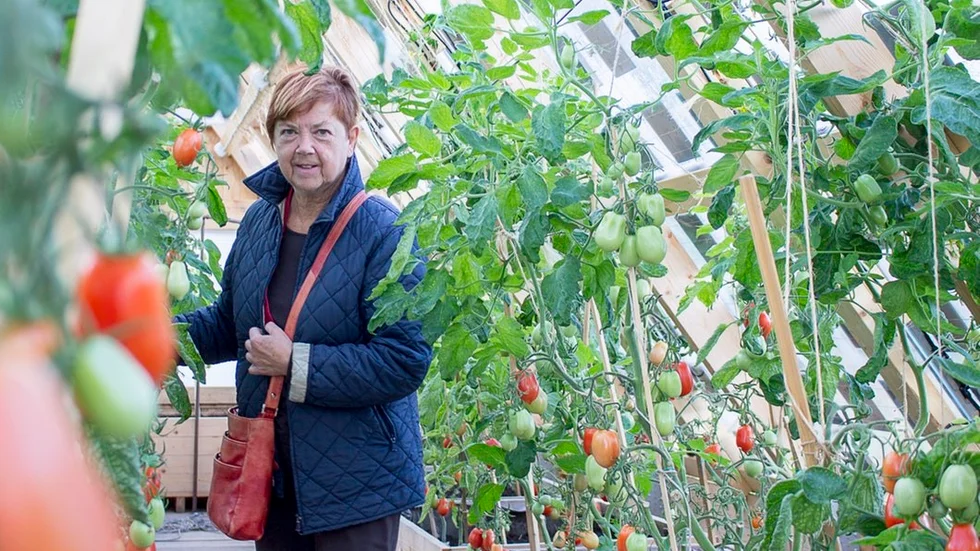 "En tomat är inte bara en tomat", tycker Kerstin Nelander och fascineras av de många färger och smaker som finns.