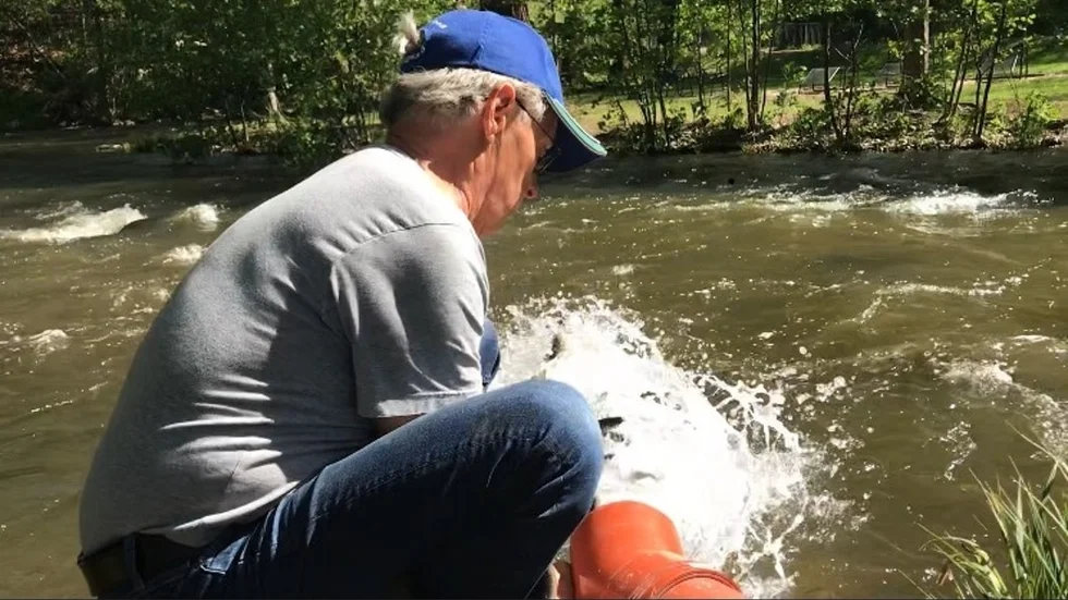 "Den största havsöring som fångades här vägde över 12 kilo," säger Percy Bristam, Trosa amatörfiskeklubb som i samarbete med Stockholm fritid planterade ut fisken.