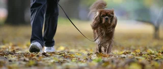 Hundägare dömd till böter för brott mot koppeltvång