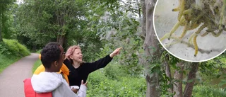 Spöklik väv tar över häggen i Nyköping: "Förra gången dog många träd som angreps"