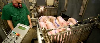 Främja allas rätt att leva – börja äta veganskt!