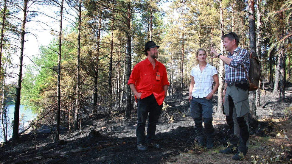 Att bränna skog kräver kunskap. Sedan 2000-talet har man tagit tillbaka svedjebruket som gör att både djurarter, insekter och skogens mångfald kommer tillbaka. Från vänster Johan Falck, Sanna Strömberg och David Rönnblom.