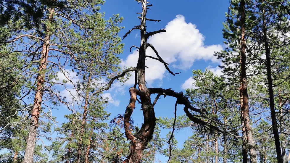 Tore Poromaa fångade en häftig läsarbild.