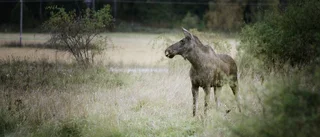 Bilist väjde för älg – hamnade i diket