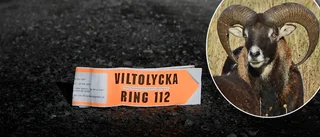 Mufflonfår påkört av bil: "Det är ovanligt"